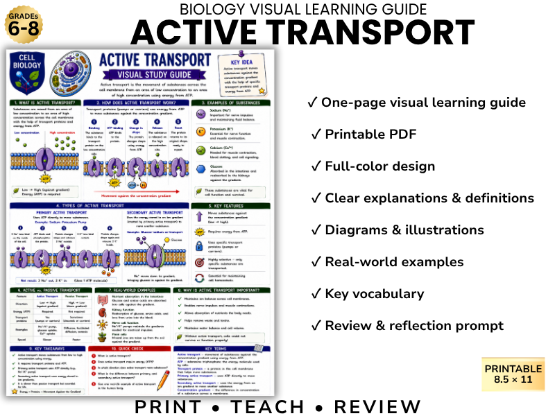 ACTIVE TRANSPORT Biology Visual Learning Guide | Grade 8 & Middle School Science