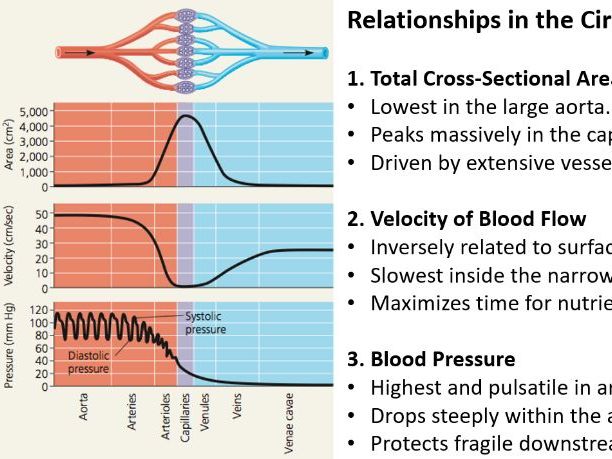 Blood Vessel Structure & Function: Arteries to Veins – Complete Lesson