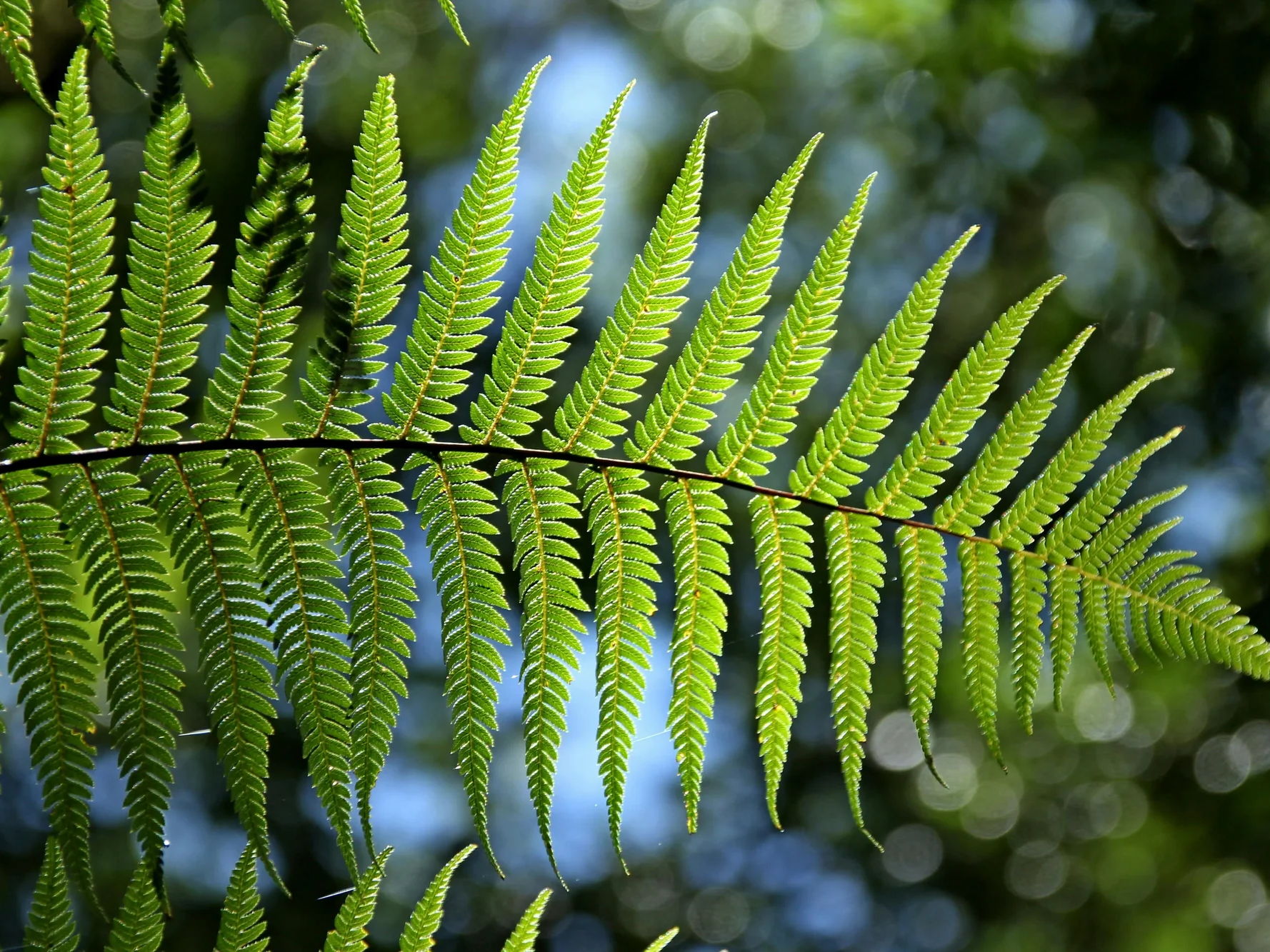Mental Health Bundle