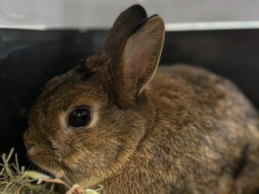 Rabbit Handling - Animal Care Level 1 / 2