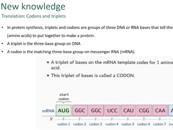 DNA Structure (GCSE)