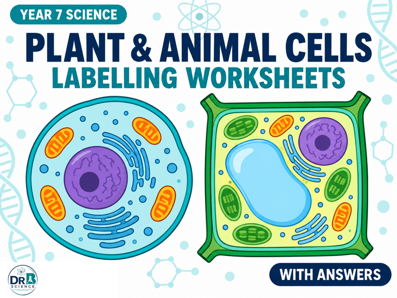 Year 7 Plant and Animal Cell Labelling Worksheets with Answers