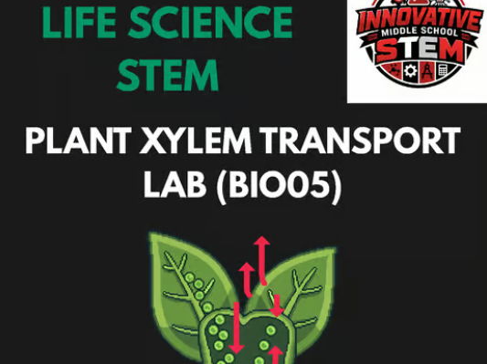 Plant Xylem Capillary Action STEM BIO05