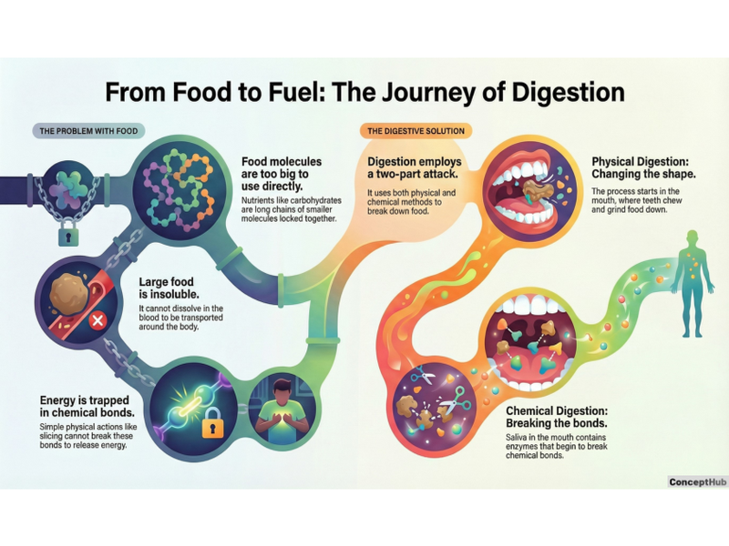 Biology - Infographic - Physical Digestion