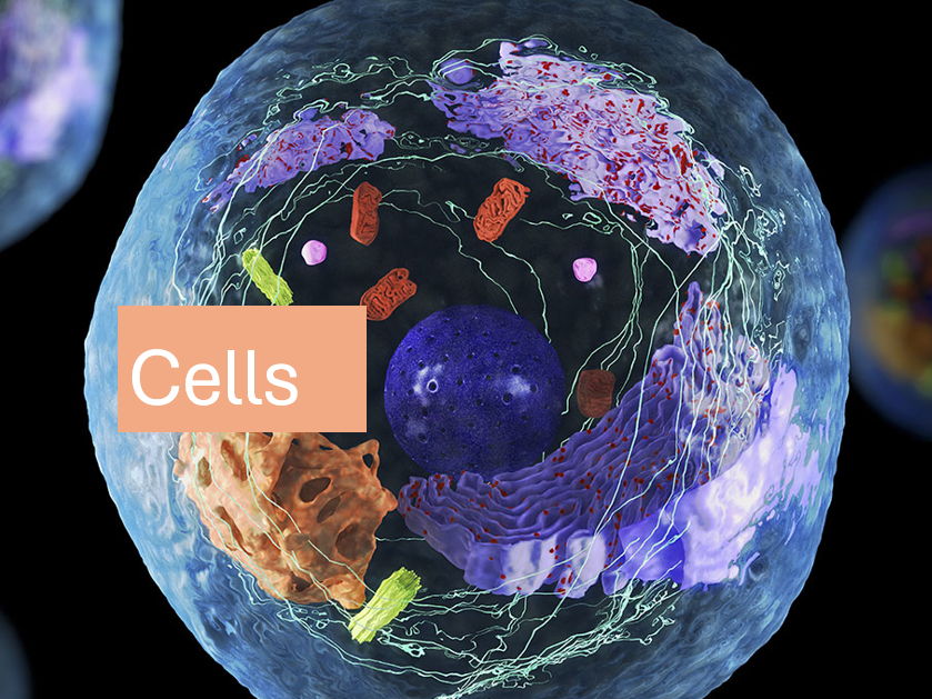 Cells (A-level Biology)