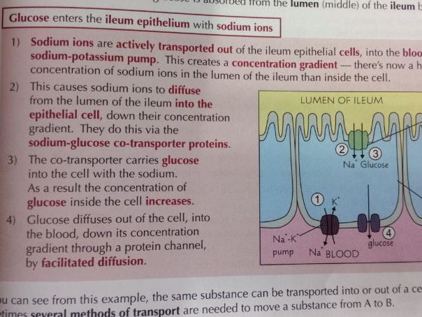 A PPT for year 12 Biology AQA showing how Glucose is transported across the membrane