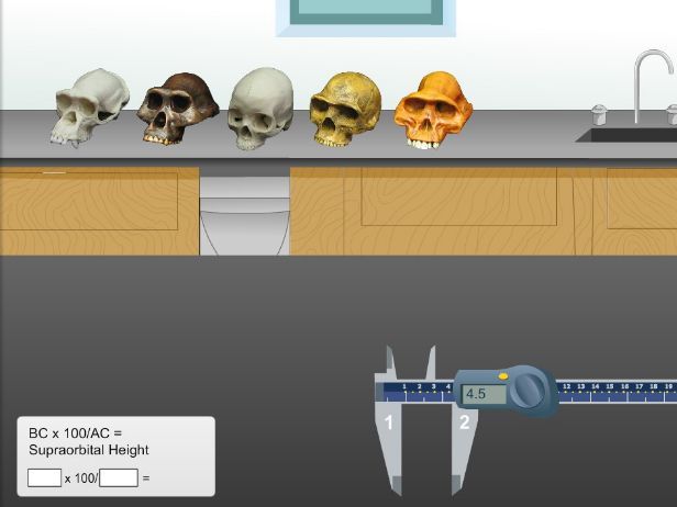 Human Evolution Virutal Simulation Comparing Skulls of Hominoids