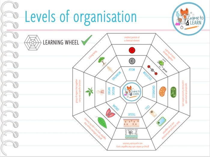 Levels of organisation Learning wheel (KS3/4) Teaching Resources