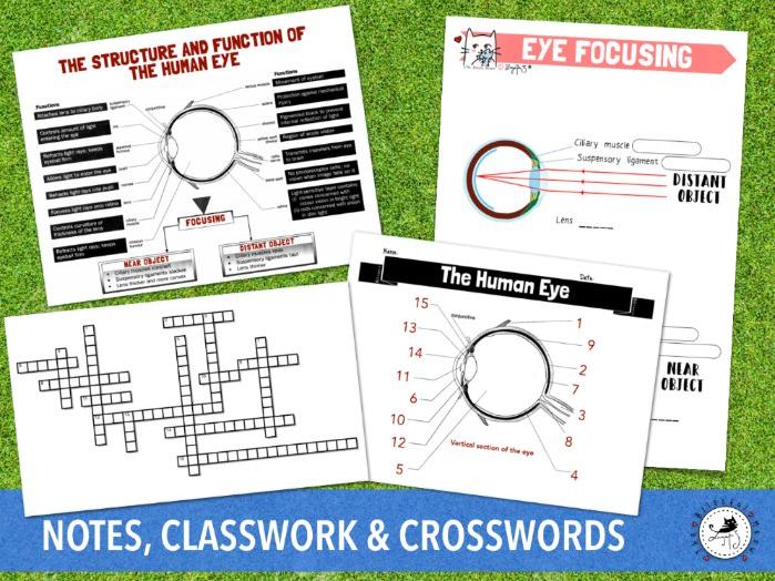 Human Eye Crossword (structure, function and focusing)