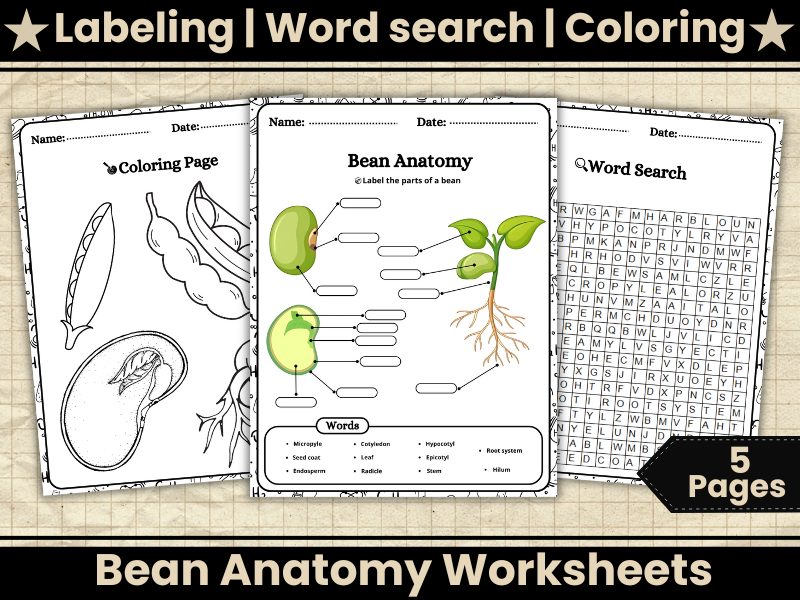 Bean Anatomy-Parts of a Bean Labeled Diagram Activities,Word search,Coloring- Plant Science Activity
