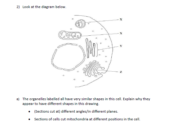 AQA A-Level Biology - Cells Exam Questions
