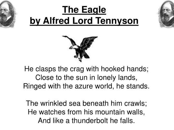 The Eagle - Poetry Unit of Work - Year 6