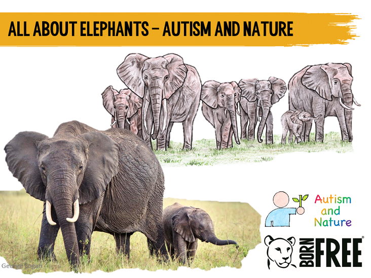 Autism and Nature - All About Elephants - SEND Resources