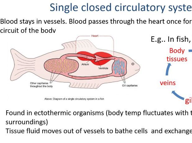 Multicellular Transport & Circulatory Systems (Insects, Fish, Mammals) – Complete Lesson
