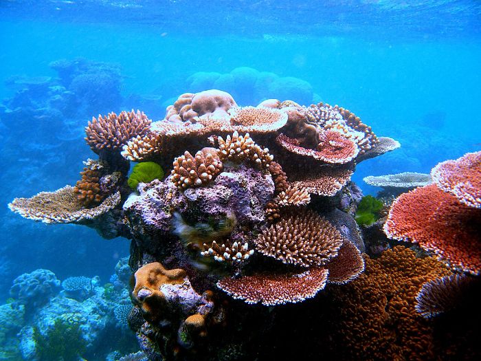 Cambridge A Level Geography  - 8.3 Coral reefs