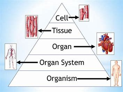 Biology KS3 Cells and Organisation Resource Megapack
