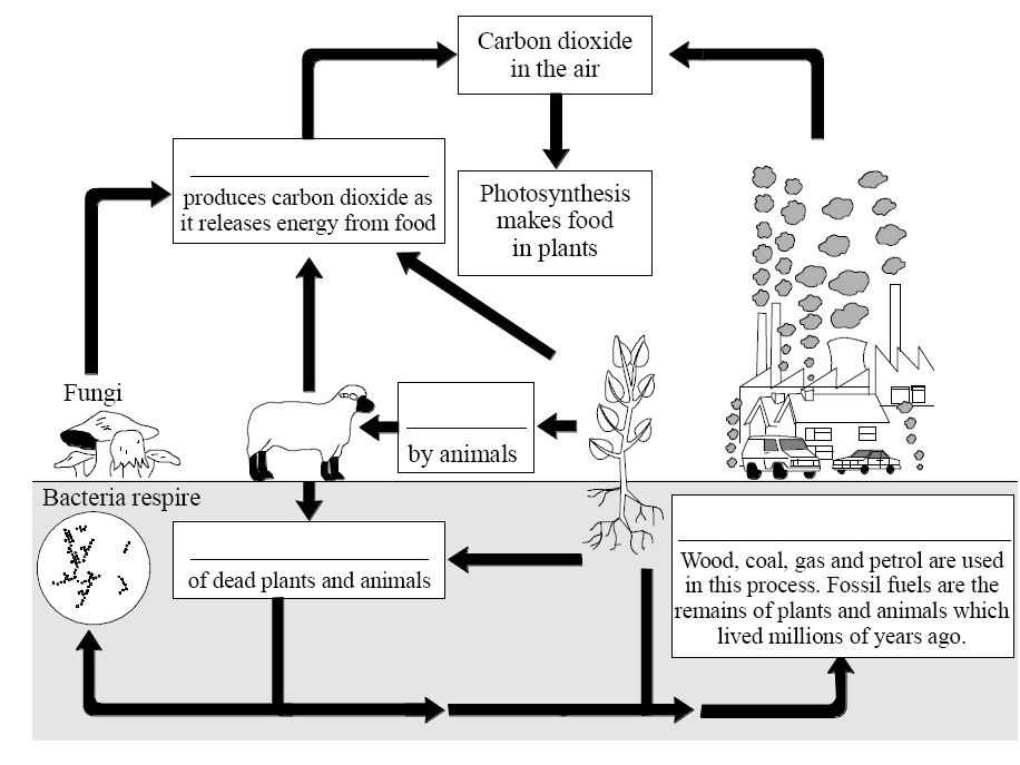 importance of carbon cycle