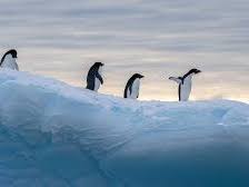 Geography iGCSE Antarctica + Climate Change