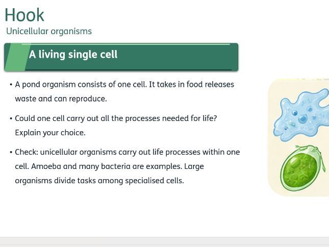 Lesson Biology KS3 Activate 1.5 Unicellular organisms