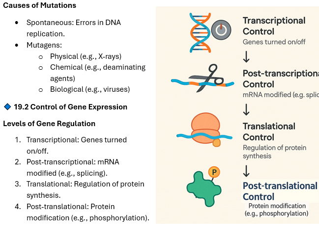 Ultimate End-of-Topic Pack: Cellular Control & Genetics (OCR A-Level Biology)