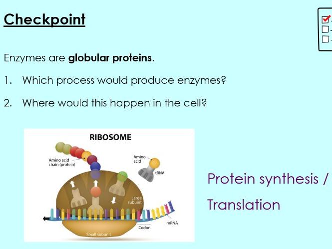 OCR A - A Level Bio, Role of enzymes (2.1.4 a and b)