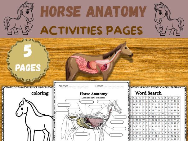 Horse Anatomy Worksheets|Word Search