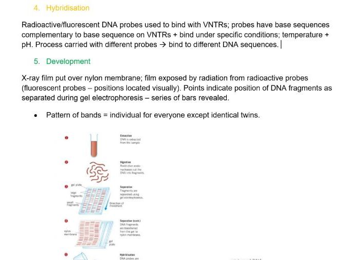 AQA AS/A-level Biology Genetic Fingerprinting Notes