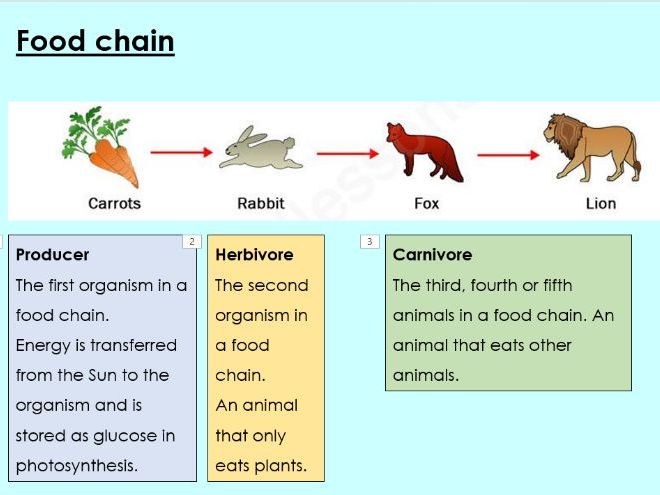 Food chains and food webs - KS3 Activate lesson