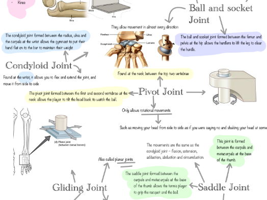 Level 3 Unit 1: Anatomy and Physiology Joints Posters