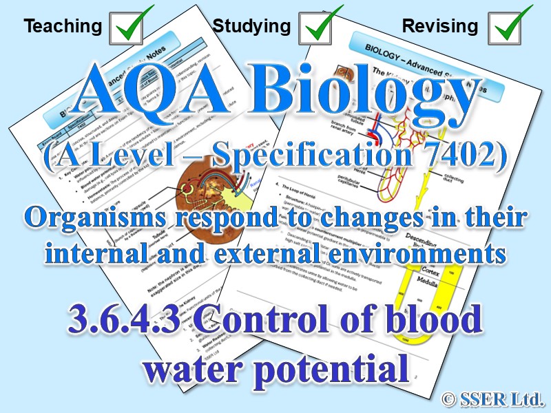 BIOA_AQA Topic Notes: 3.6.4.3 Control of blood water potential