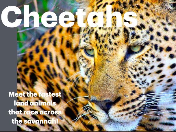 Cheetahs: Animated Keynote/PPT Presentation, Colorful Science