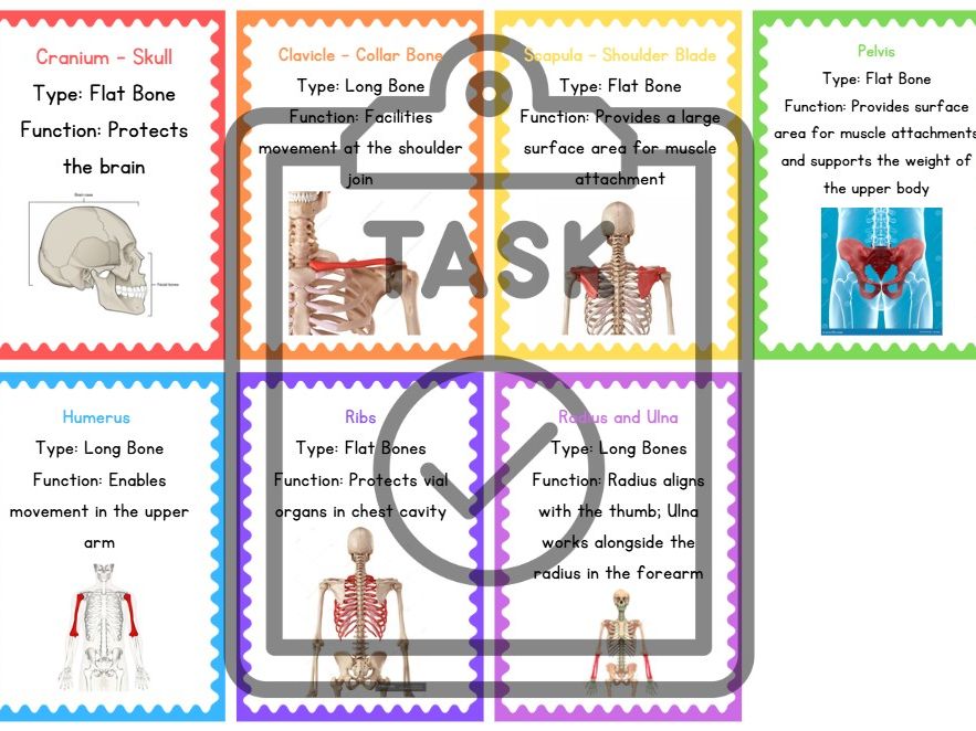 GCSE PE Bones Flash Cards