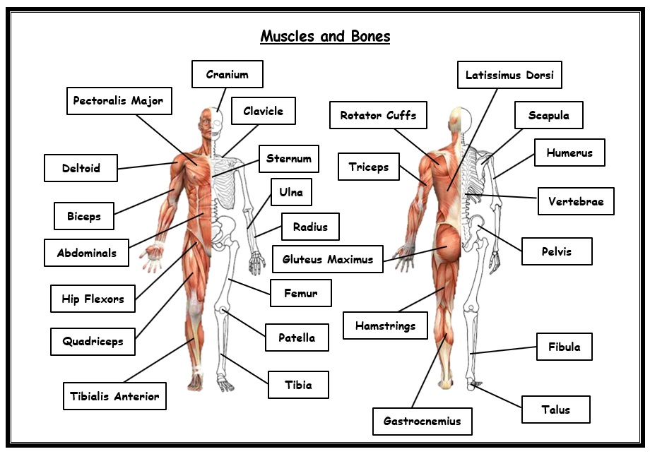 GCSE PE AQA 9 1 Combined Bones And Muscles Worksheet With