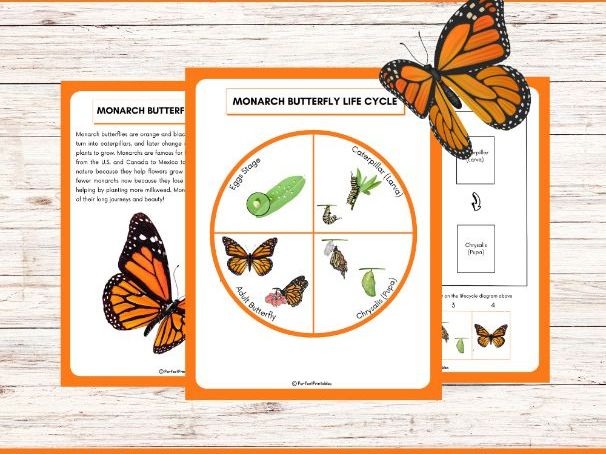 Life Cycle of a Monarch Butterfly Worksheet - Insect Science Unit Study