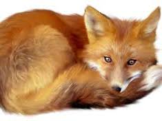 Fantastic Mr Fox - Guided Reading