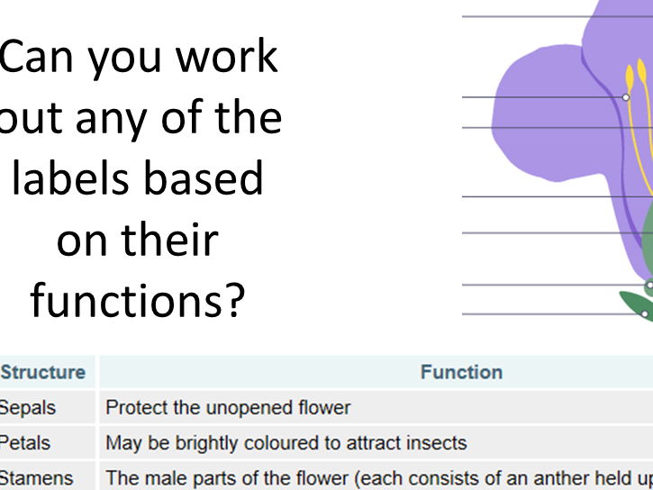 Reproduction in plants KS3