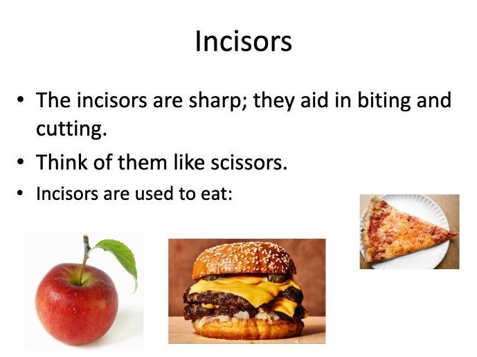 Teeth & Functions - Year 4 Science