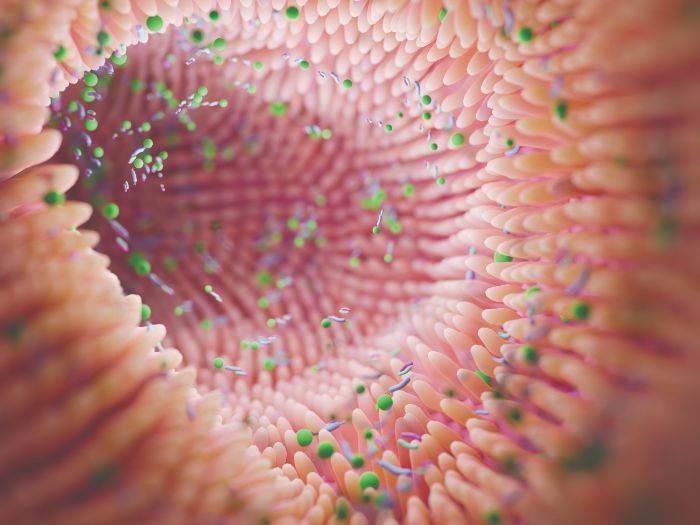 Can microbes in a baby’s gut prevent food allergies?