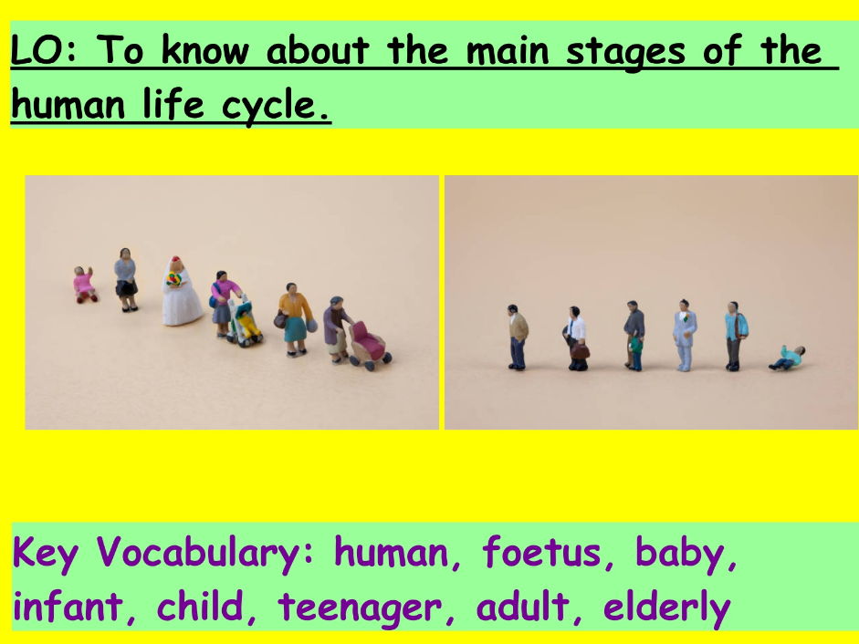 The Human Life Cycle - KS2 Science Lesson