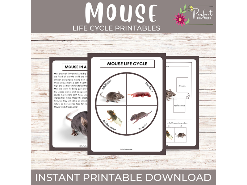 Life Cycle of a Mouse Worksheet | Animal Science Unit Study With Fun Facts!