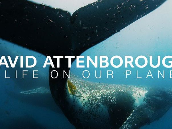 David Attenborough A Life On Our Planet Project Y7 and Y8