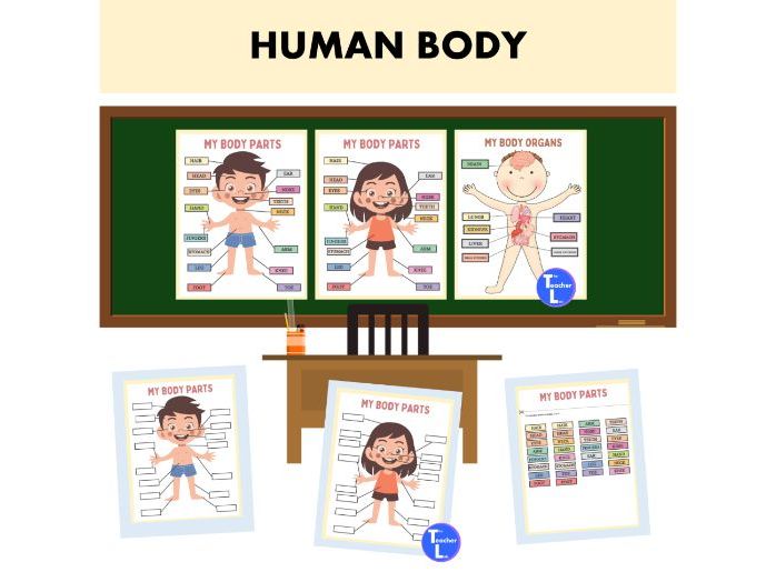 Human body parts organs skeleton posters slide worksheets Year 3 to 5
