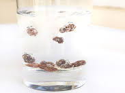 Dancing Raisins experiment