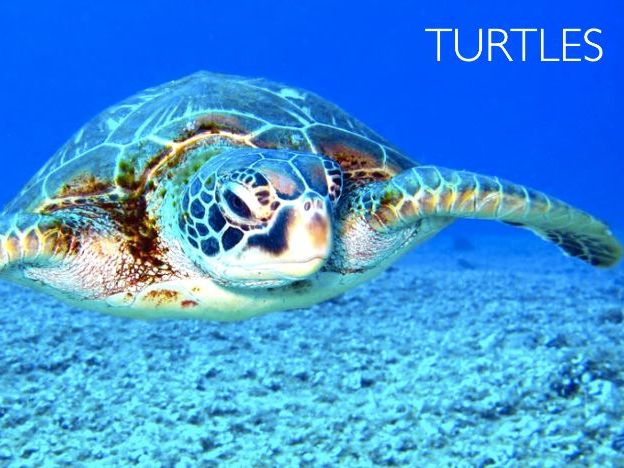 Turtles: Animated Keynote/PPT Presentation, Colorful Science