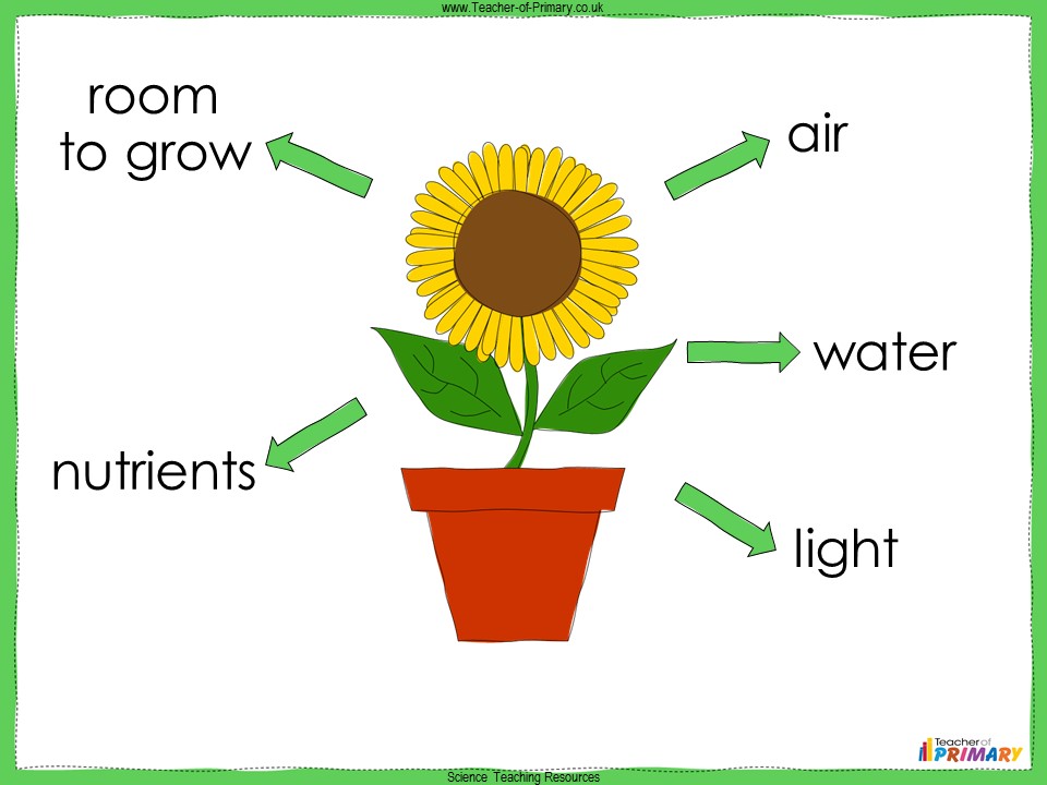 Plant Requirements Year 3 Teaching Resources