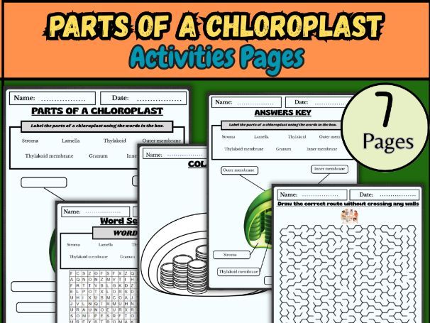 Chloroplast diagram/Plant cell organelles/Photosynthesis worksheet