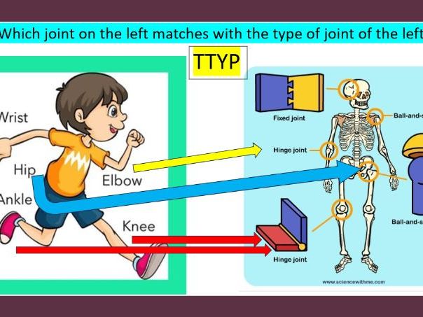 KS2 Science All About Joints Practical experiment included