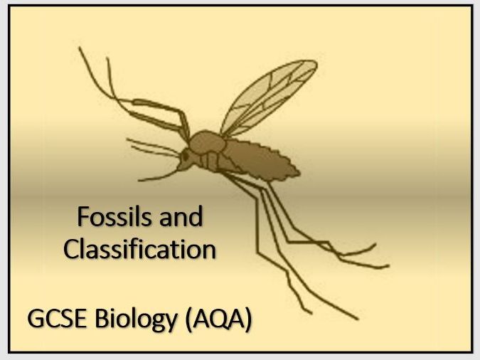 Gcse Biology Fossils Extinction And Antibiotic Resist vrogue.co