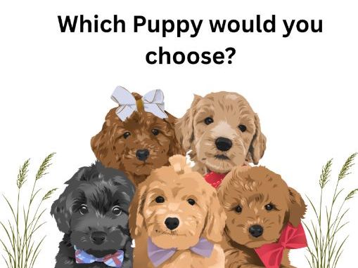 Puppies-Worksheet