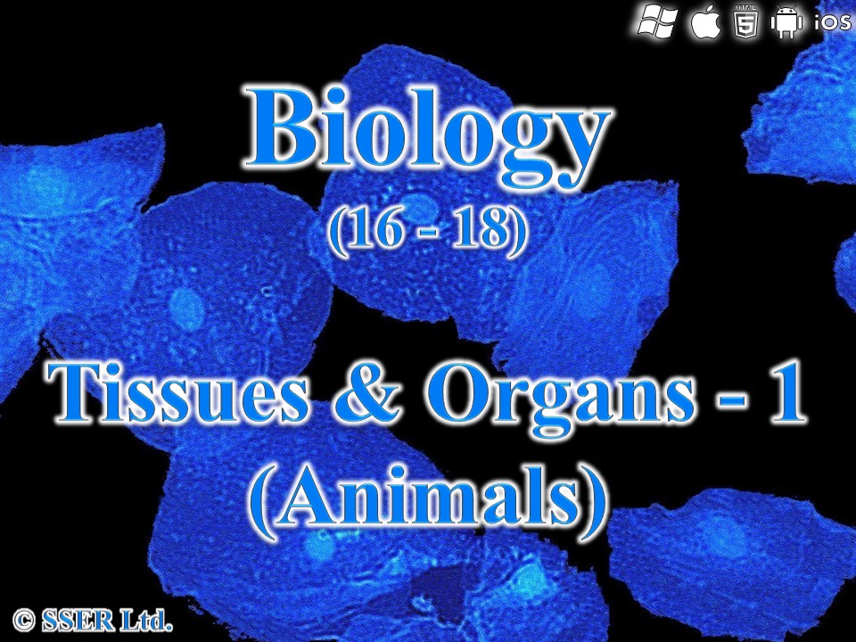 BioA_3.2.1.1 Eukaryotic Tissues & Organs - Animals